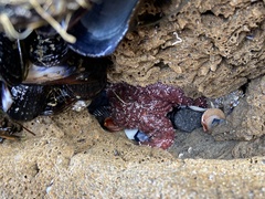 Pisaster ochraceus