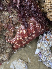Pisaster ochraceus