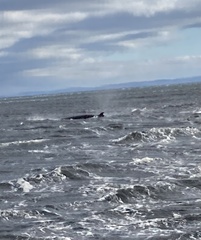 Balaenoptera acutorostrata