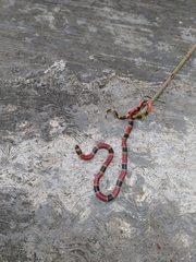 Micrurus diastema apiatus