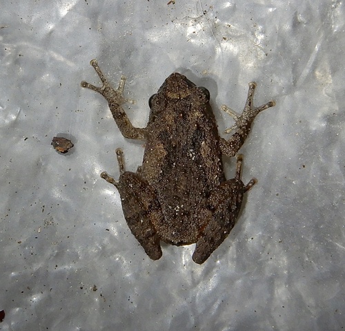 Anamalai Bush Frog, Raorchestes blandus
