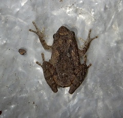 Raorchestes blandus