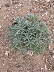 Lupinus havardii
