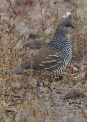 Callipepla squamata