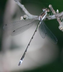 Lestes australis