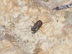 Cicindela sedecimpunctata