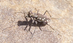 Cicindela sedecimpunctata
