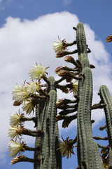 Trichocereus macrogonus