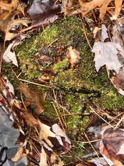 Thuidium delicatulum