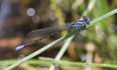 Argia alberta