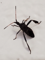 Leptoglossus corculus