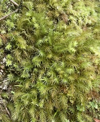 Pyrrhobryum spiniforme