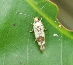 Tortricoidea