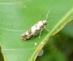 Tortricoidea