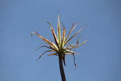 Agave angustifolia
