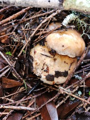Suillus pseudobrevipes