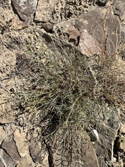 Astragalus flavus
