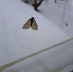 Operophtera