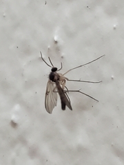 Mycetophilidae