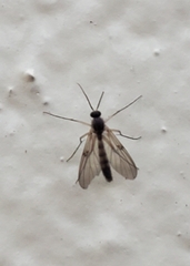 Mycetophilidae