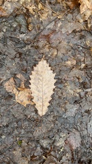 Quercus muehlenbergii