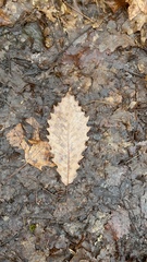 Quercus muehlenbergii