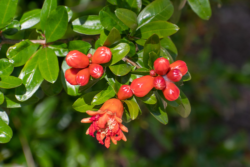 Punica granatum
