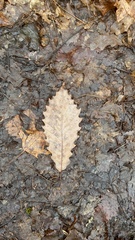 Quercus muehlenbergii