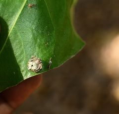 Eriovixia