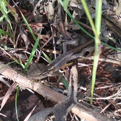 Agamidae
