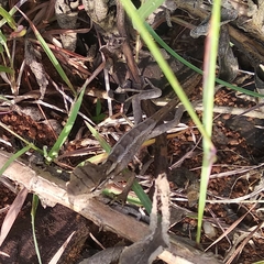 Agamidae