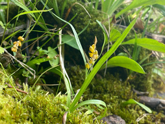 Carex aurea