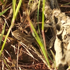 Agamidae