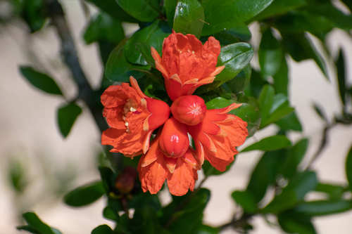 Punica granatum