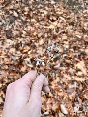 Silphium asteriscus trifoliatum