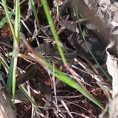 Agamidae