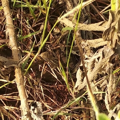 Agamidae