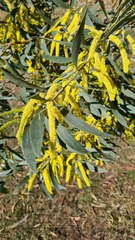 Acacia binervia