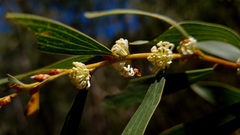 Hakea dactyloides