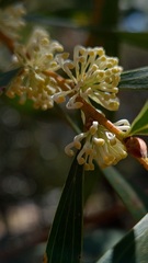 Hakea dactyloides