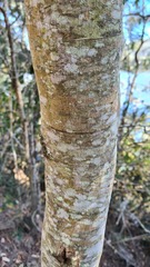 Alphitonia excelsa