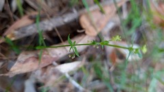 Galium propinquum
