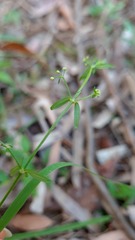 Galium propinquum