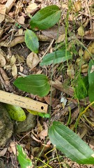 Smilax australis