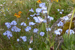 Myosotis alpestris