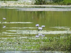 Nymphaea gigantea