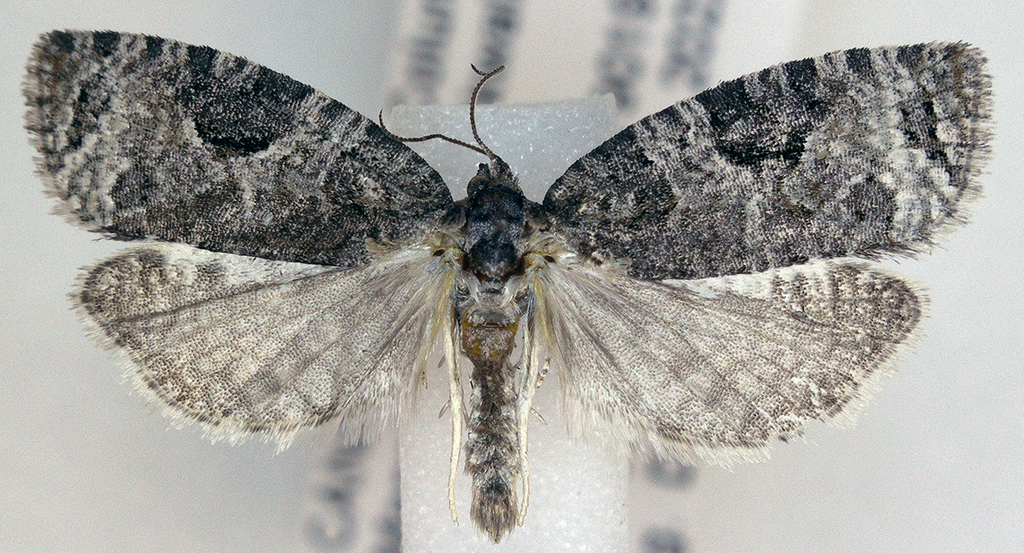 Apotomis trifida