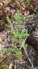 Philotheca hispidula