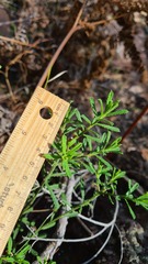 Philotheca hispidula