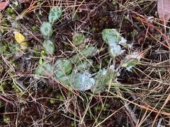 Opuntia drummondii
